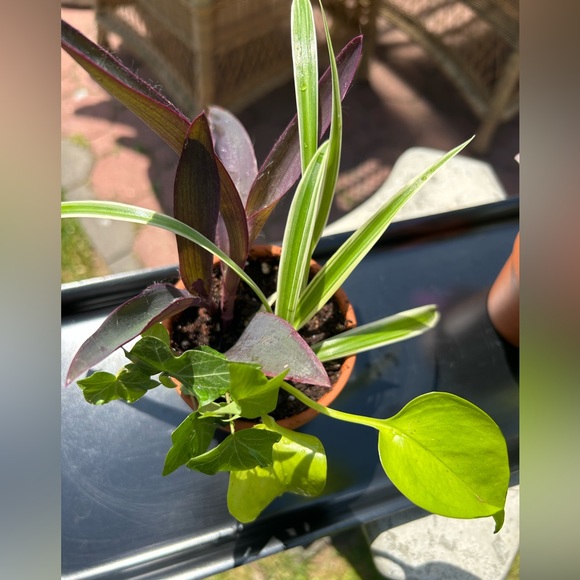 Plants bundle - Picture 2 of 4